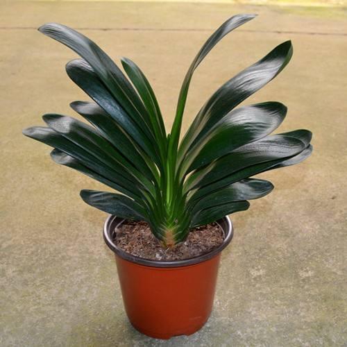 君子兰开花如何授粉结种子,君子兰开花如何人工授粉