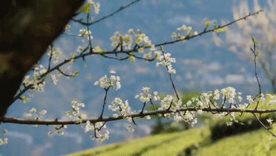 2021宜昌春季休闲农业精品线路公布！