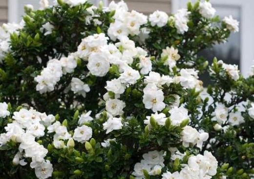 栀子花水培扦插是放阳光下直晒吗,栀子花水培扦插有绒毛是怎么回事