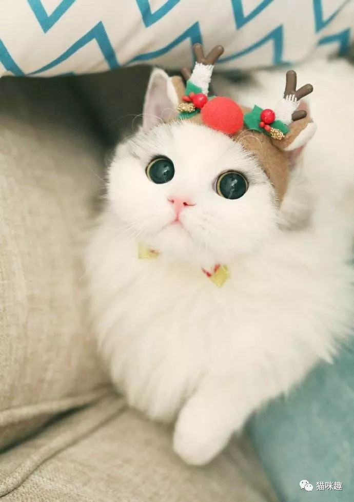 猫口腔常见疾病,英短猫最常见的疾病