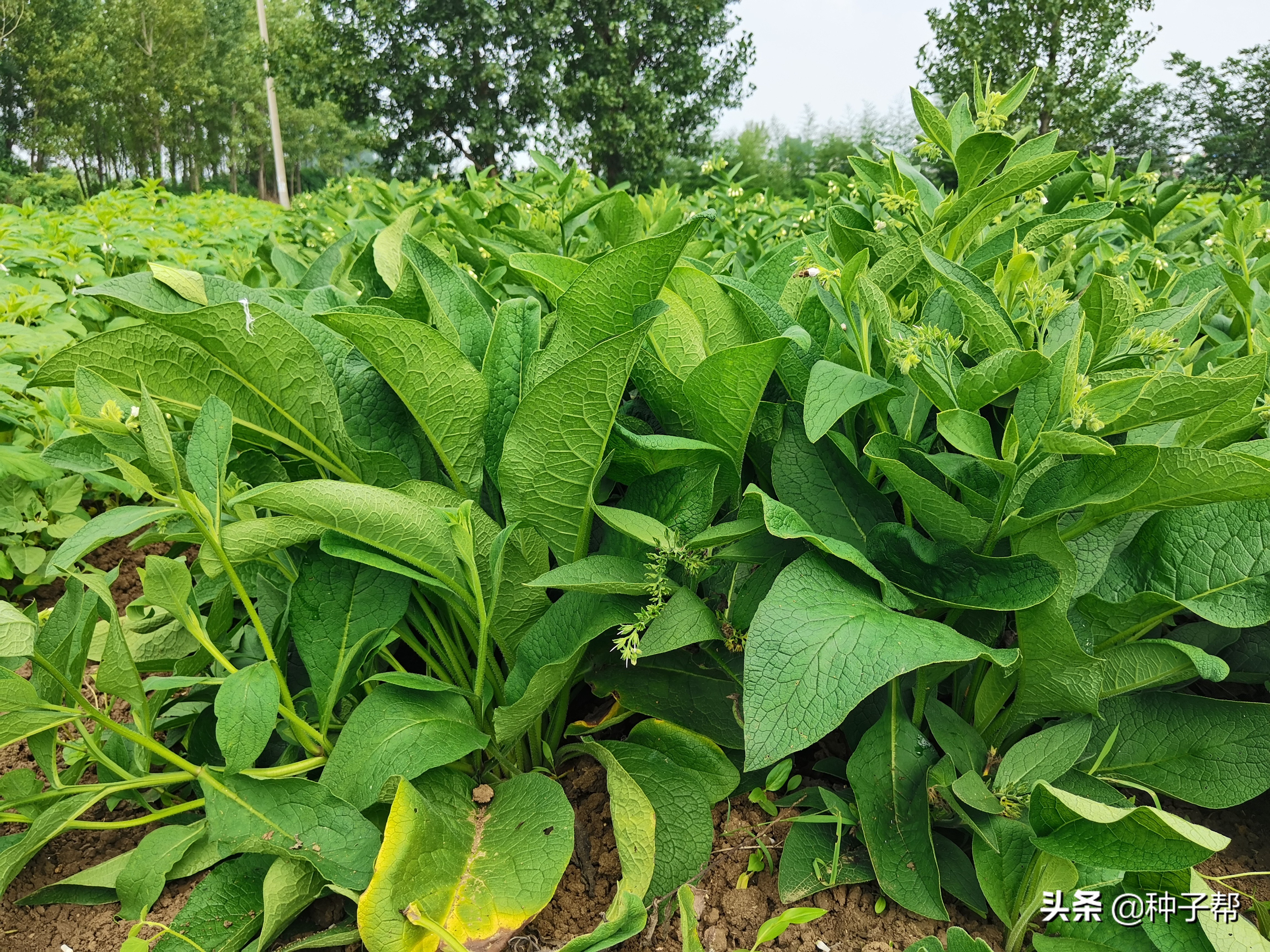 揭秘俄菜假种子,原繁殖种根,市面上假种子是菊苣、鲁梅克斯代替