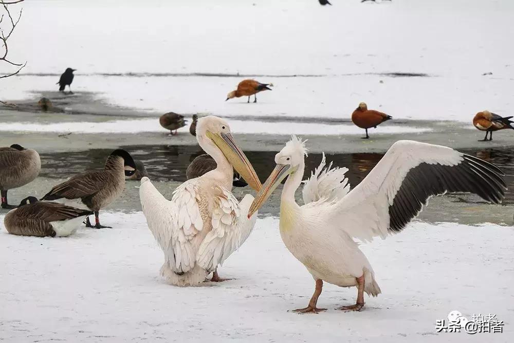 北京迎初雪9只熊猫,北京喜迎初雪去北京动物园看熊猫