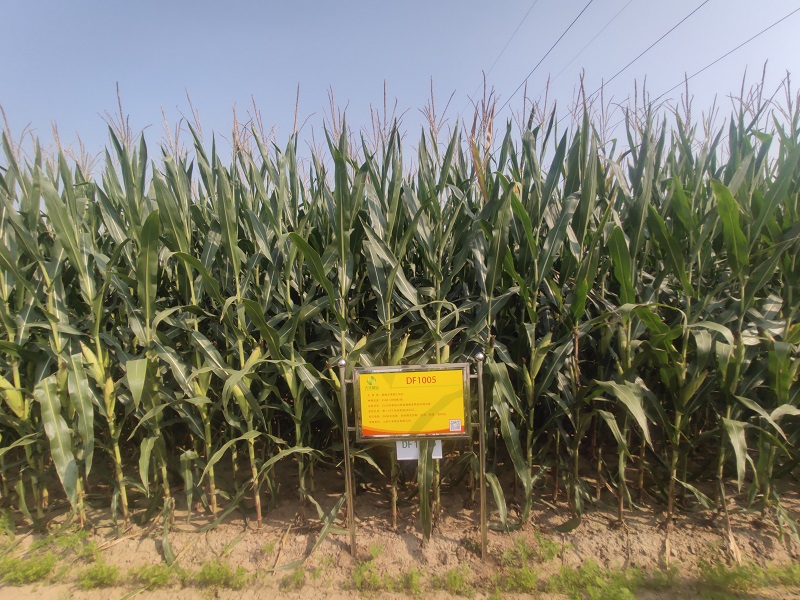 单倍体育种详细过程,提高玉米育种效率的技术途径探析