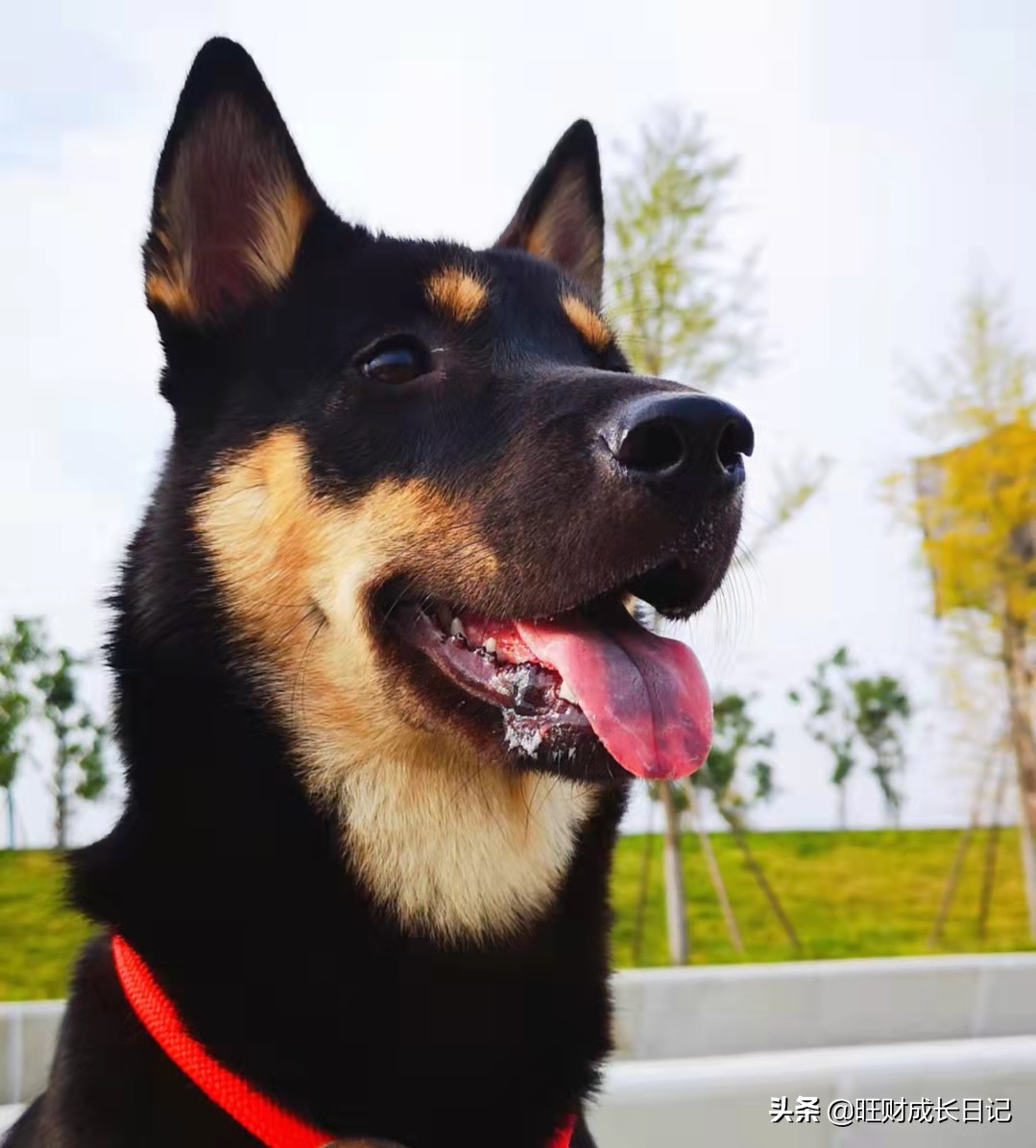 狗狗翻肚皮什么意思,如何让狗狗翻肚皮