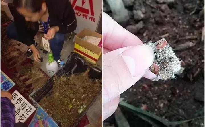 警惕这些诈骗新花招,这几种花有危险