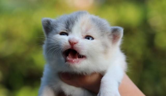 英国短毛猫的种类特别多，哪种是你的心头爱？最爱橘色“金胖子”