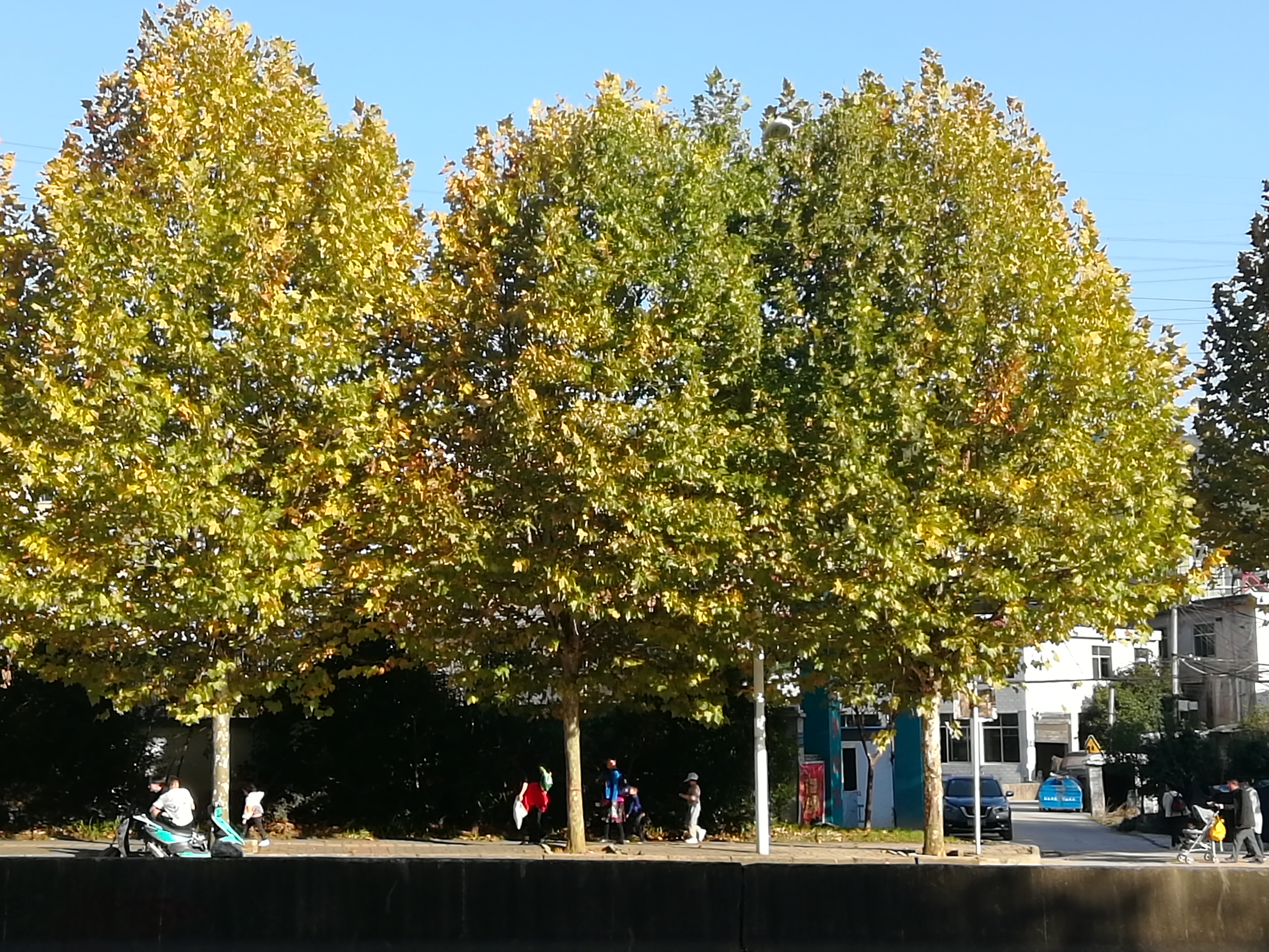 绿化把路灯挡住了怎么投诉,路边绿化带挡住人行道可以投诉吗