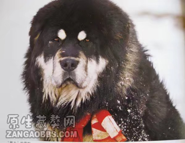 藏獒营养不良什么表现,藏獒趴蹄最佳治疗方法