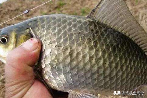 野钓为什么没有口,野钓为何没口而且顶漂