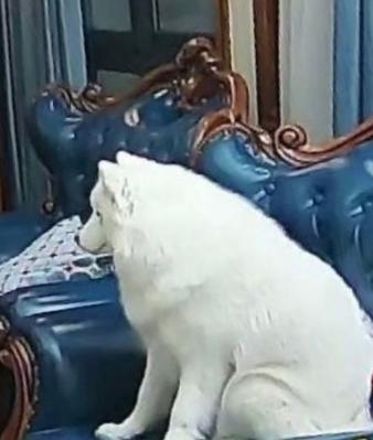 韩国exo吴世勋和朴灿烈,exo吴世勋鹿晗是亲兄弟吗