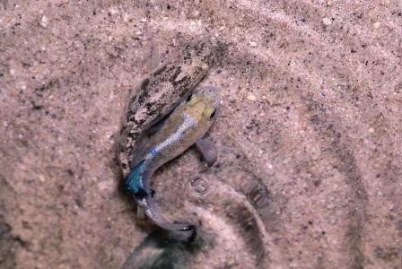 独存5万年仅剩38尾,号称沙漠独行者,魔鱂鱼的保护有多严格?