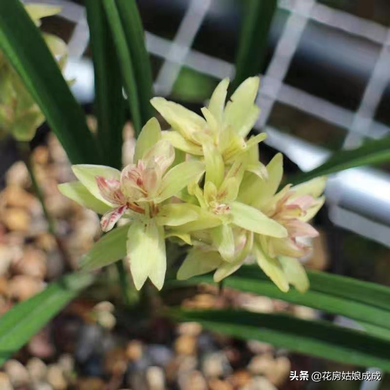 兰花换盆用什么土比较好,兰花换盆用的土怎么配