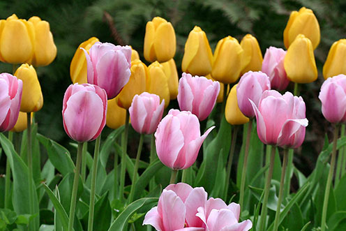 观赏郁金香花感悟,郁金香的残花之美