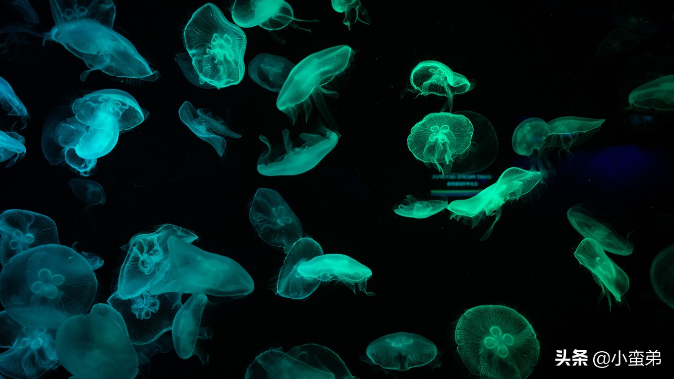 5年之许,小白逆袭重返新加坡