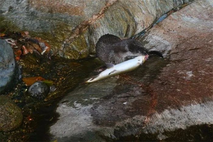 水獭为生存而艰难捕鱼，捞鱼时全靠手速，网友为水獭现状而感慨！