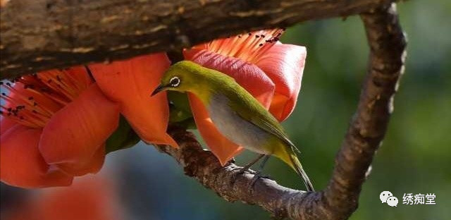 绣眼鸟训练方法,世界第一绣眼鸟