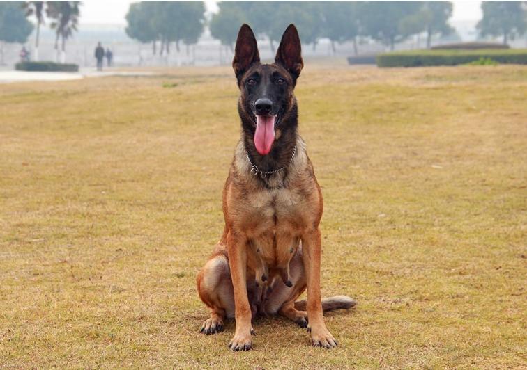 公马犬都很强势吗,养马犬公好还是母好