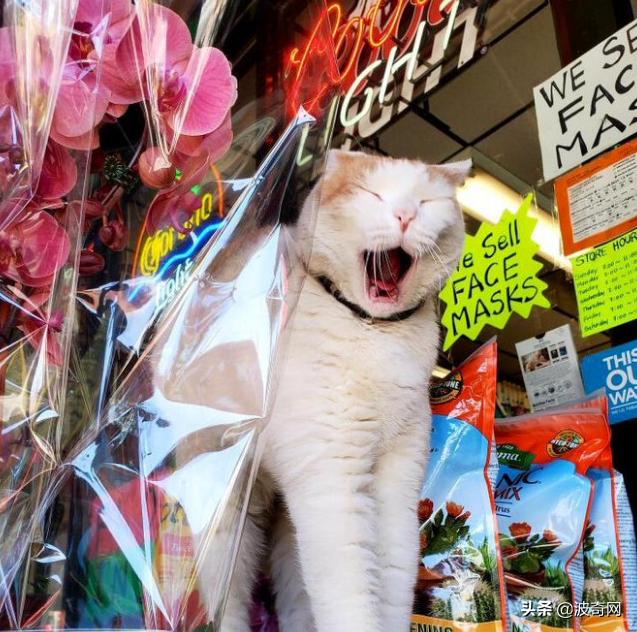 很火的宠物猫名字有哪些,比较出名的宠物猫店铺名字