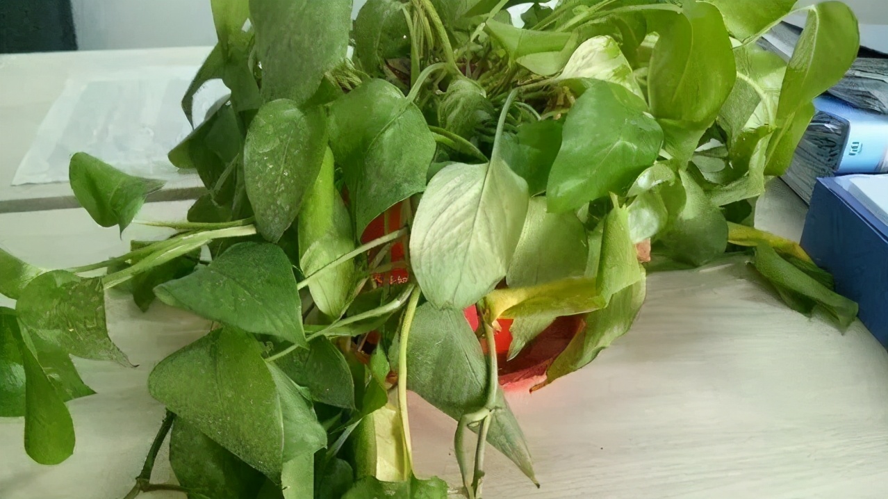 如何挽救干枯的花卉,如何拯救蔫掉的花