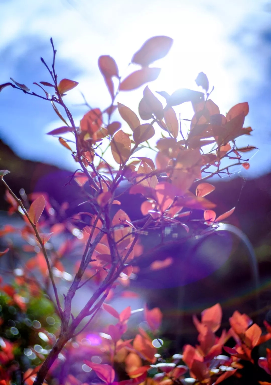 阳台果树盆栽蓝莓,阳台果树推荐