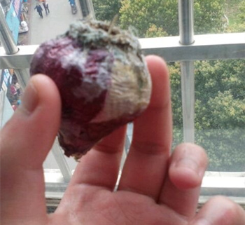 土培风信子种球发霉了怎么办,葡萄风信子种球发霉怎么补救