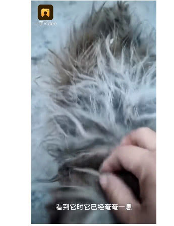 流浪狗全身腐烂救助,流浪狗截肢