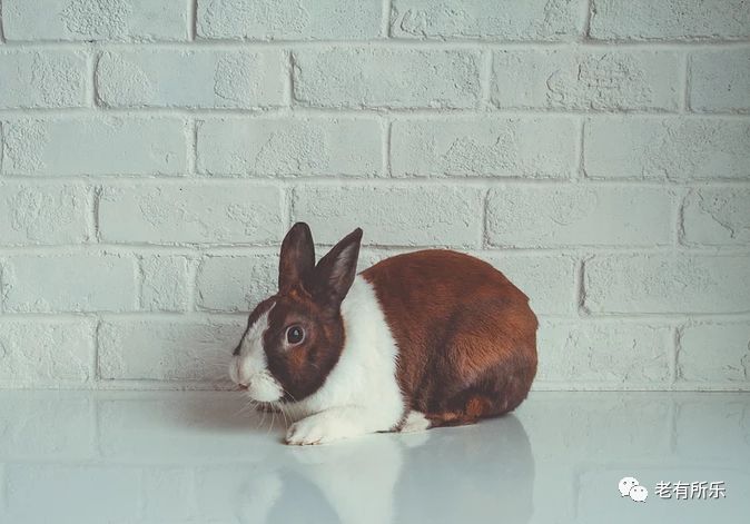 十二生肖来历和起源为什么是十二,一起了解十二生肖的来历及意义