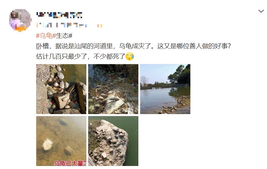 龟灾？广东整条河道里全是乌龟，拥挤在岸边岸边晒太阳