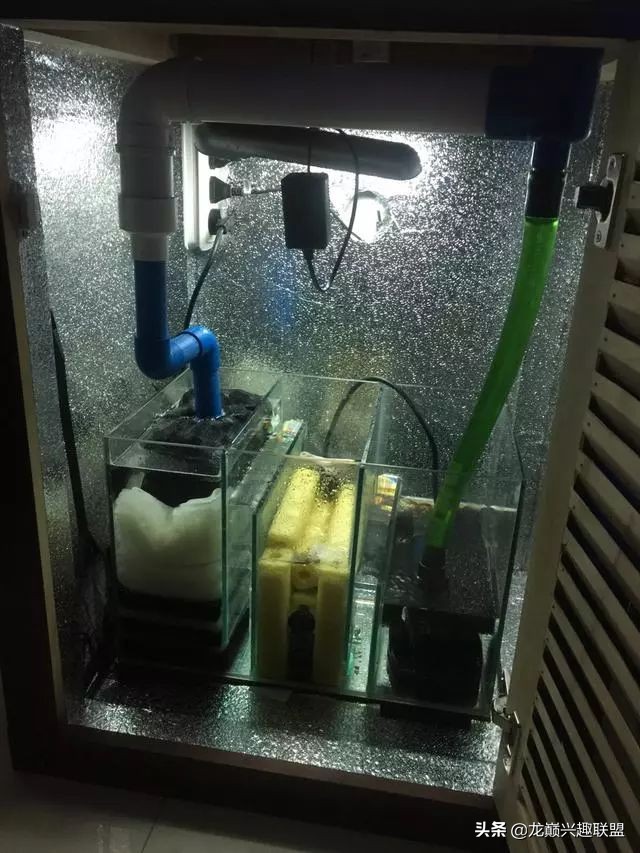 垃圾桶旁边的四方鱼缸,捡回去养了一缸金鱼,别说还挺不错