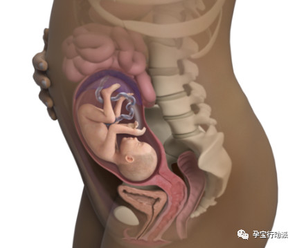 孕期周刊是什么软件,孕期知识百科十五周