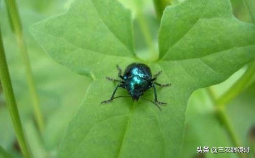 防治花生蛴螬的最佳时间,花生田的蛴螬在什么时间防治最佳