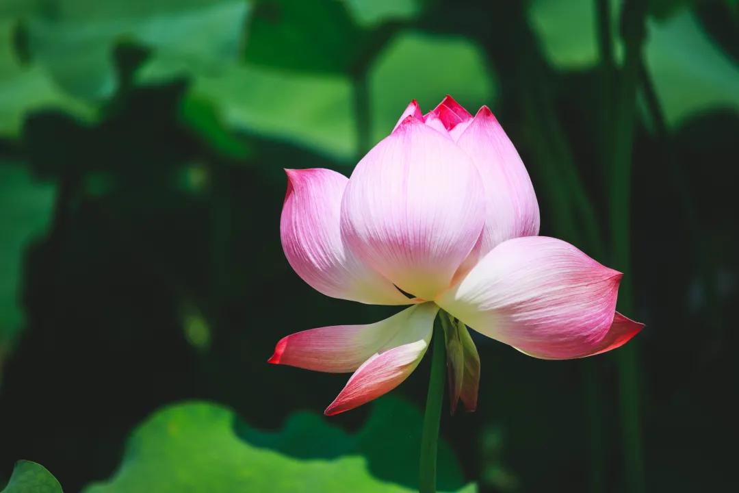 观福建农林大学的荷！赏尽一池清趣