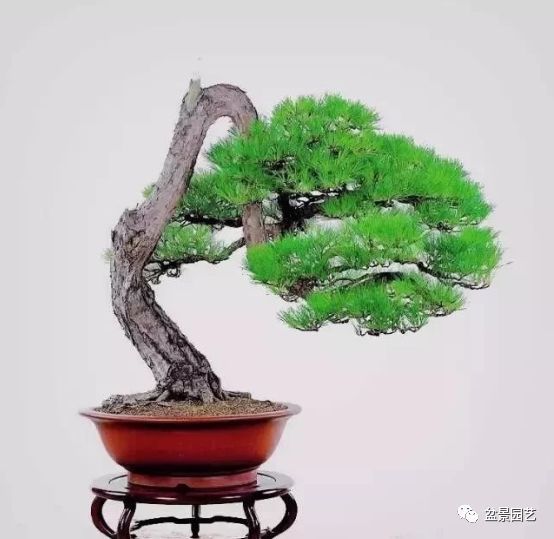 有哪些经典盆景树种,最值得收藏的六种盆景树种是哪些