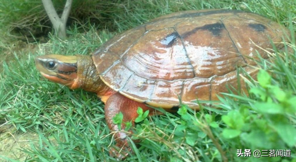 紫竹院龟仙与分手圣地有何渊源？弃壳救主的龟伯伯有苦难言