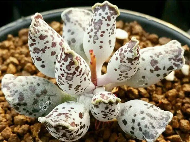 100种常见多肉的养法图片大全,60种好度夏的多肉植物