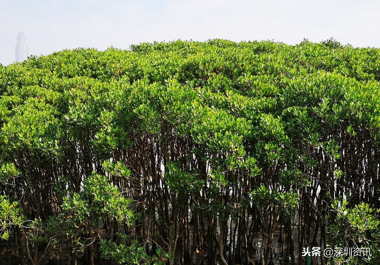 深圳红树林之旅，懂得取舍的候鸟！