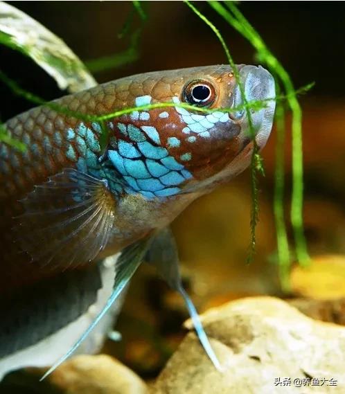 斗鱼官网图片,斗鱼的视频相册