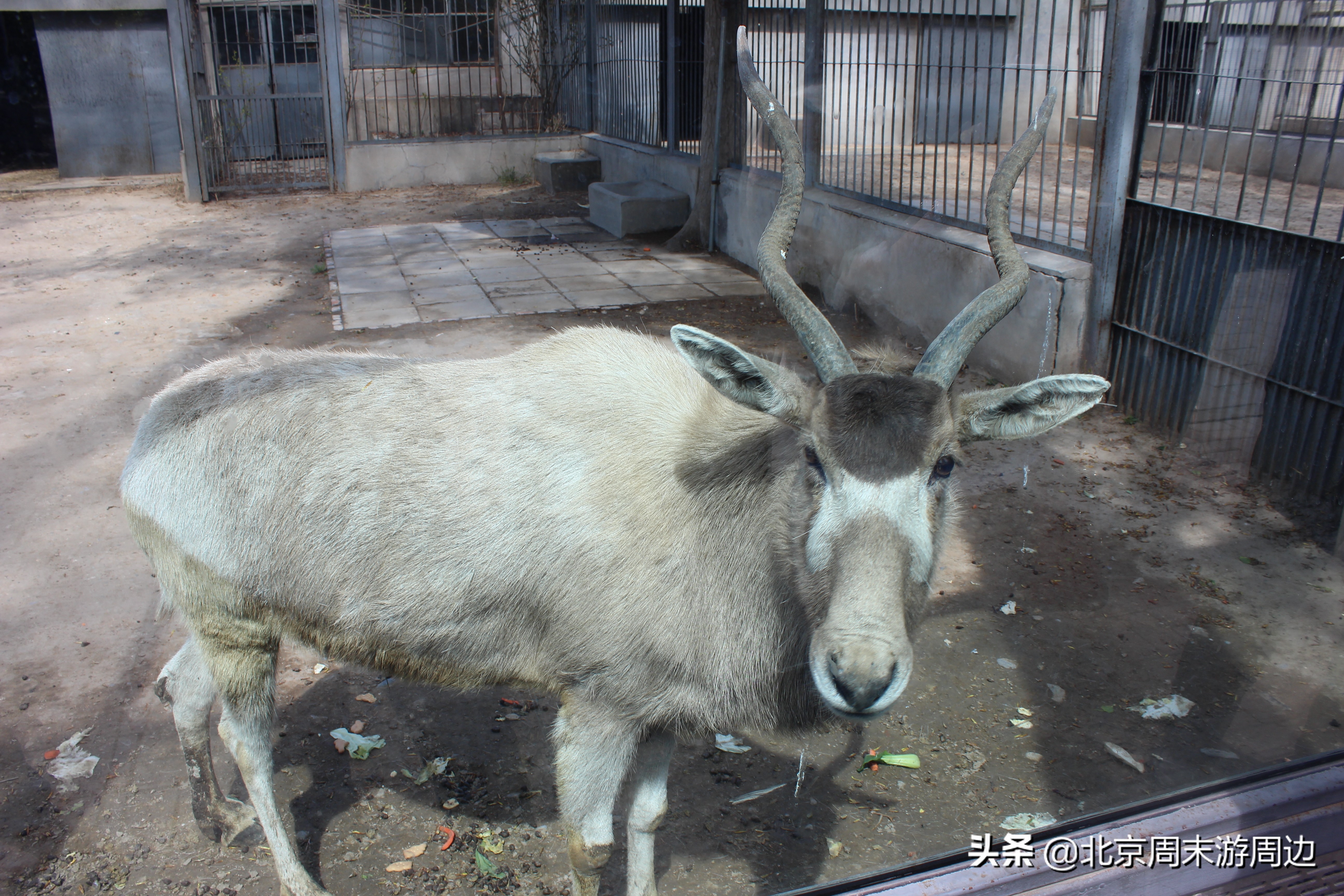 北京动物园和北京野生动物园区别,北京动物园和北京大兴野生动物园