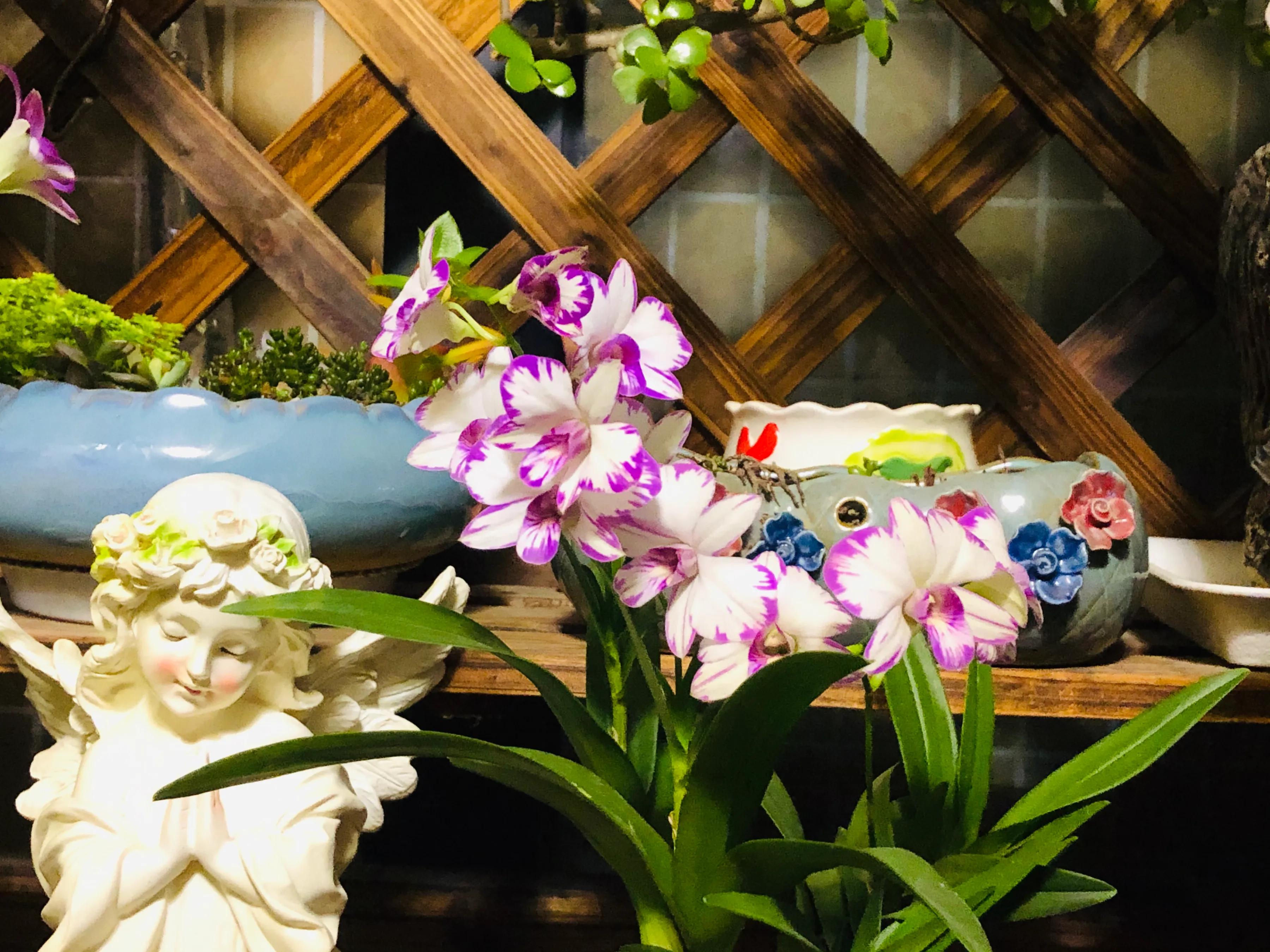 蝴蝶石斛兰怎么养,盆栽里长得像蝴蝶花的是什么花