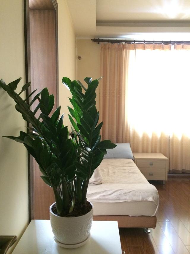 金钱树叶子发黑怎么回事,金钱树叶子发黑怎么治