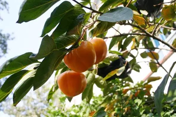 园林设计植物一览表图,神贴十大经典