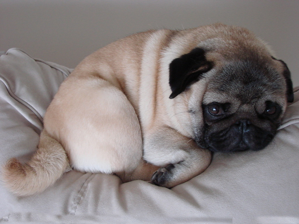 怎么挑选温顺的巴哥,怎么挑选一只巴哥狗狗