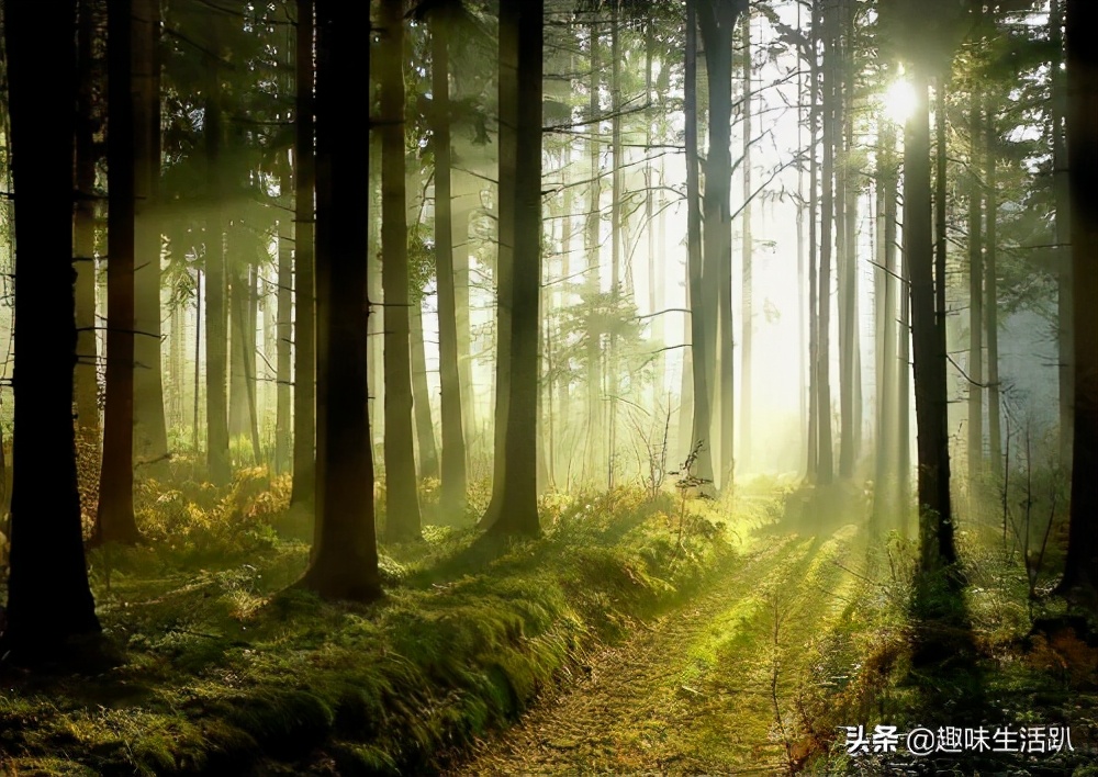 从物种起源到生物多样性,从起源到分类