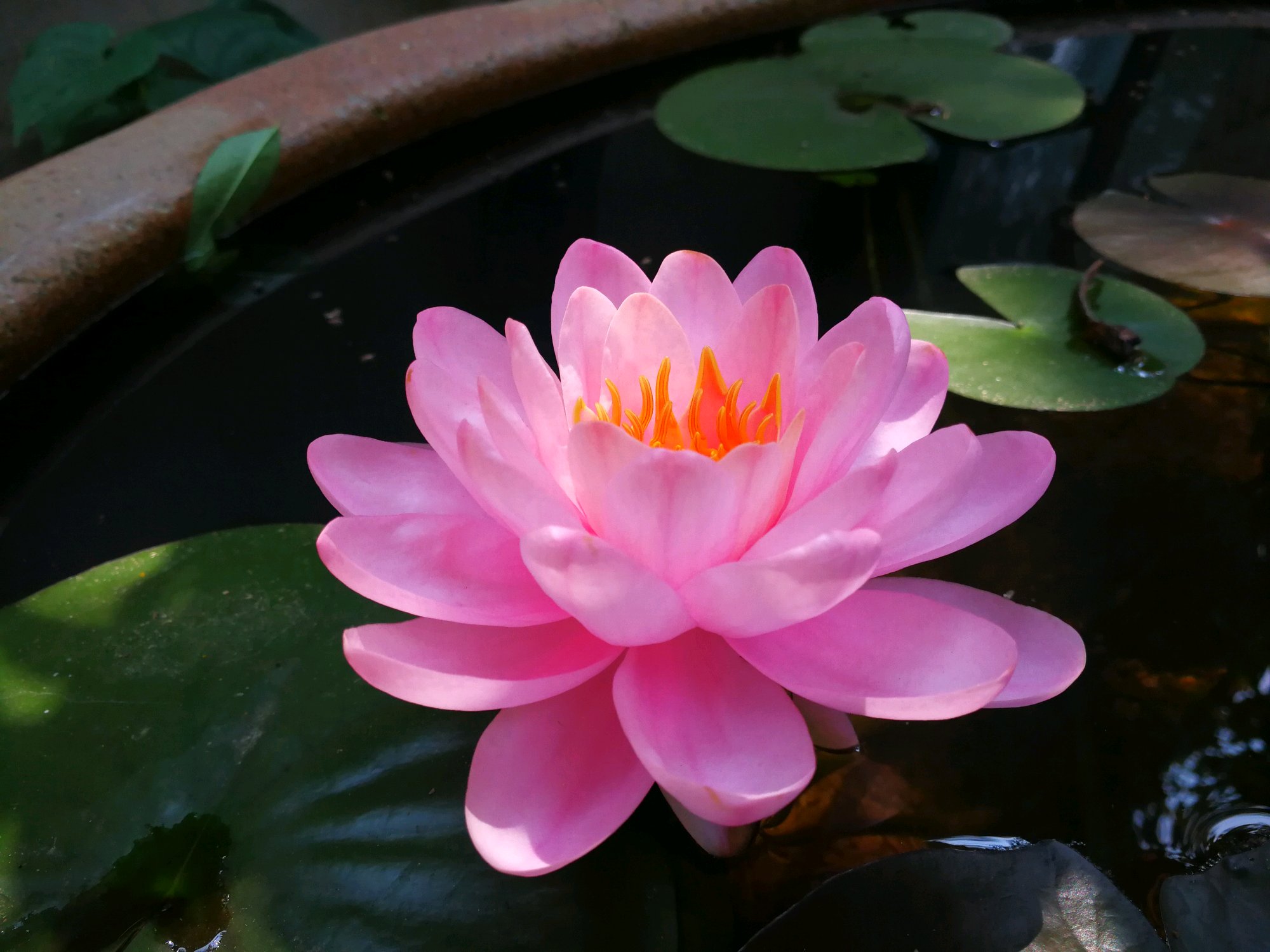 好养勤花的睡莲品种有哪些,睡莲花朵品种推荐