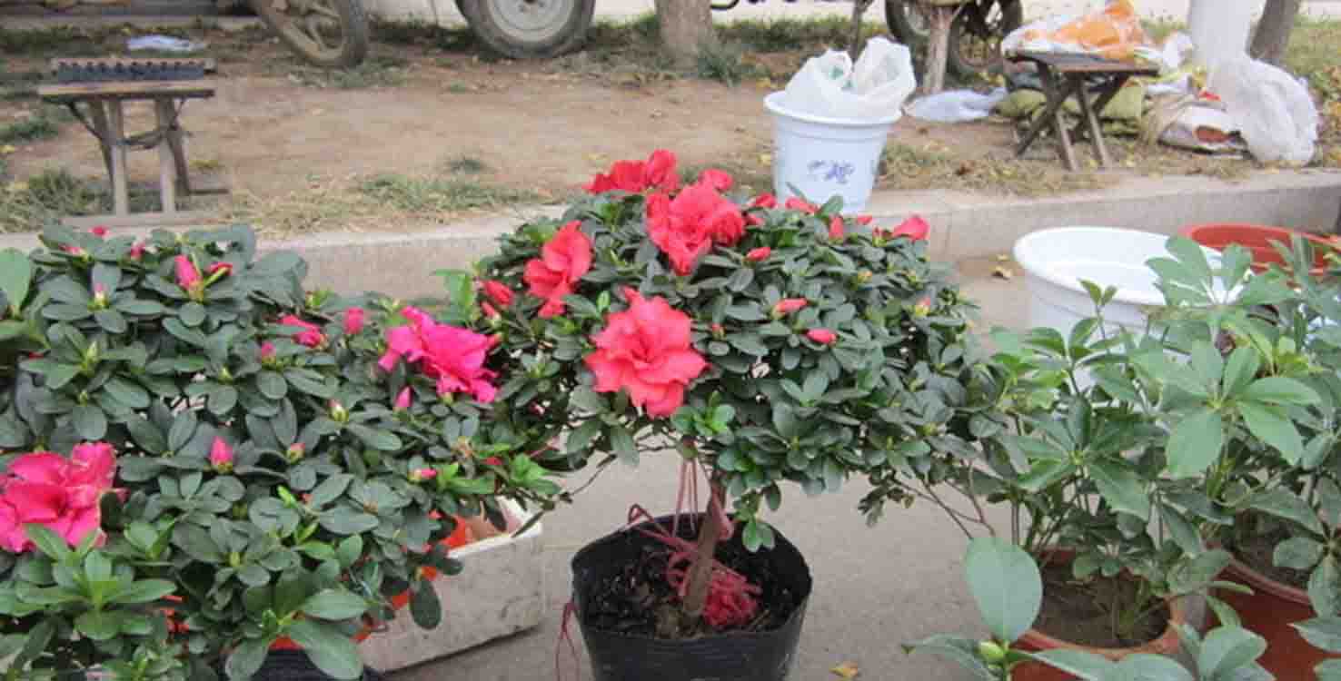 杜鹃花怎么养才会开得好,杜鹃花如何养才会长得更旺盛