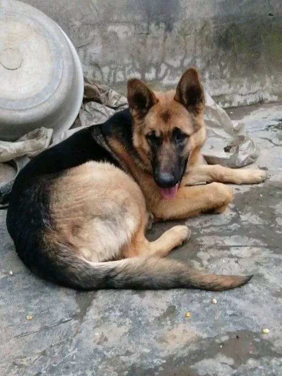 三个月大的德牧可以喝水,德牧喝水喂自来水吗