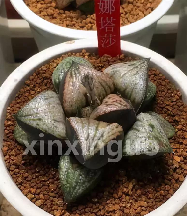 郭氏---台湾行之李瑞斌大棚及布楚礼多肉植物园游记