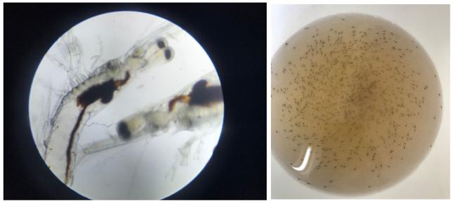 肠道菌的功效与作用,丁酸梭菌对水产动物肠道的作用
