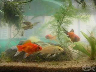 关于书法的四字词语,书法常用四字词语大全