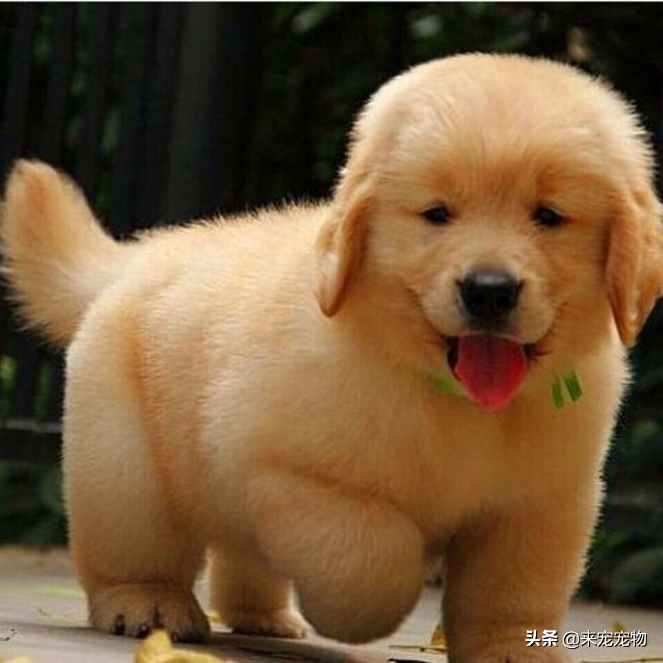 养狗狗可能会感染哪些病菌,养宠物容易得什么细菌感染的